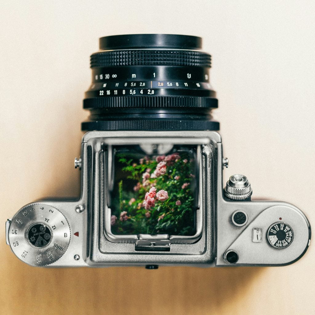 image of some flowers in a camera display